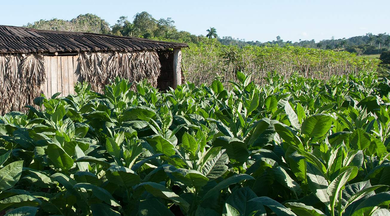 North Carolina Tobacco Operation Reduces Debt Payments with 463K Land