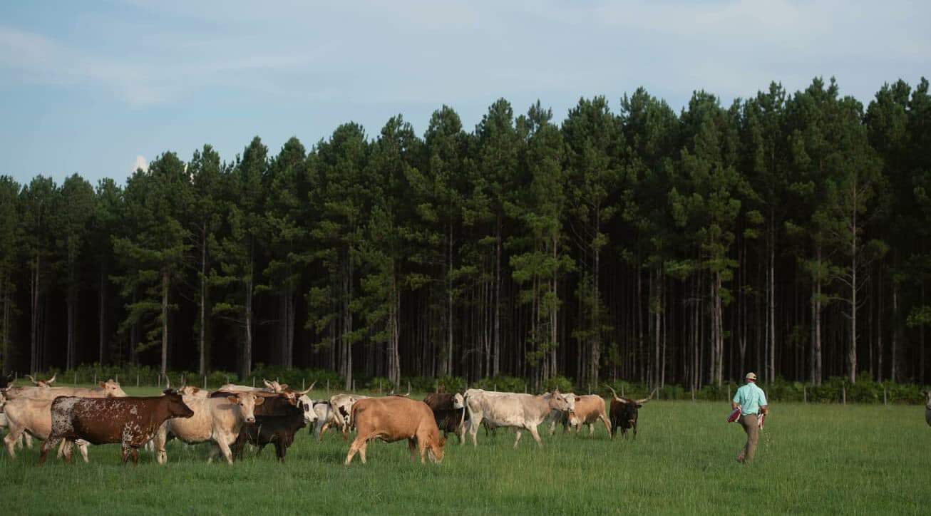 A timber and cattle farm operation in Florida.