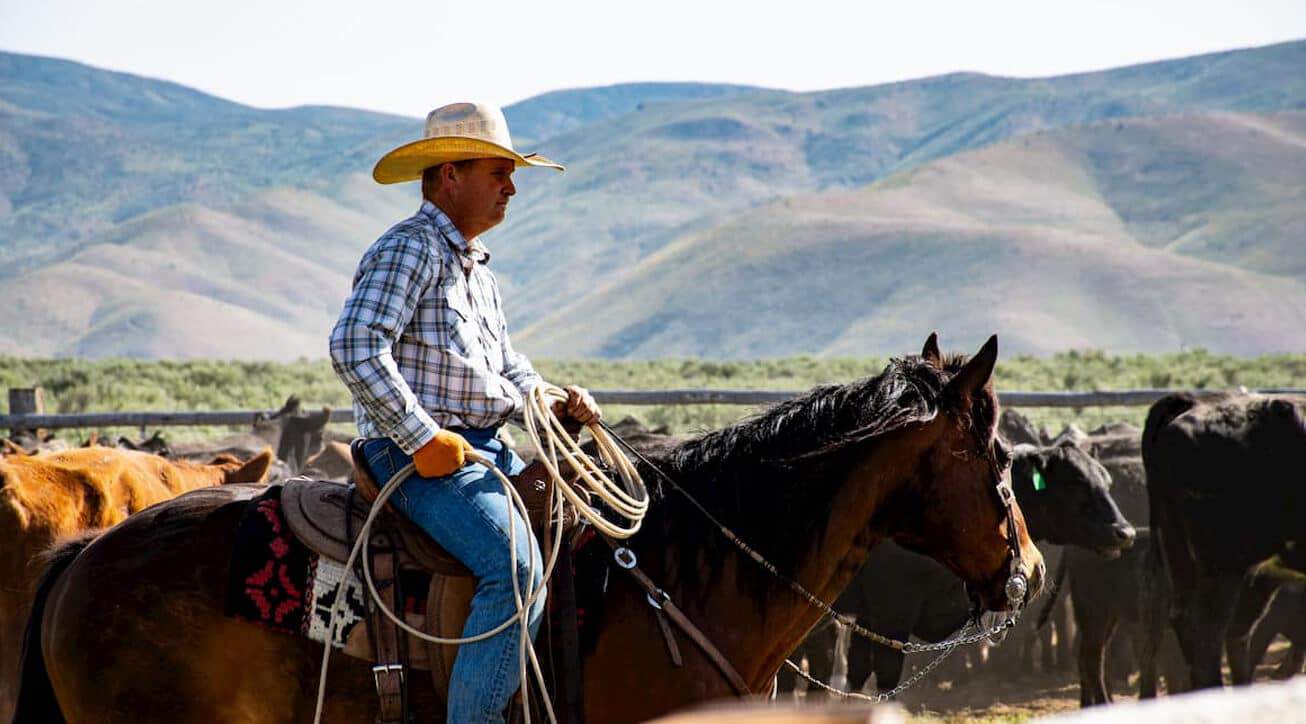 Cattle rancher on horseback.