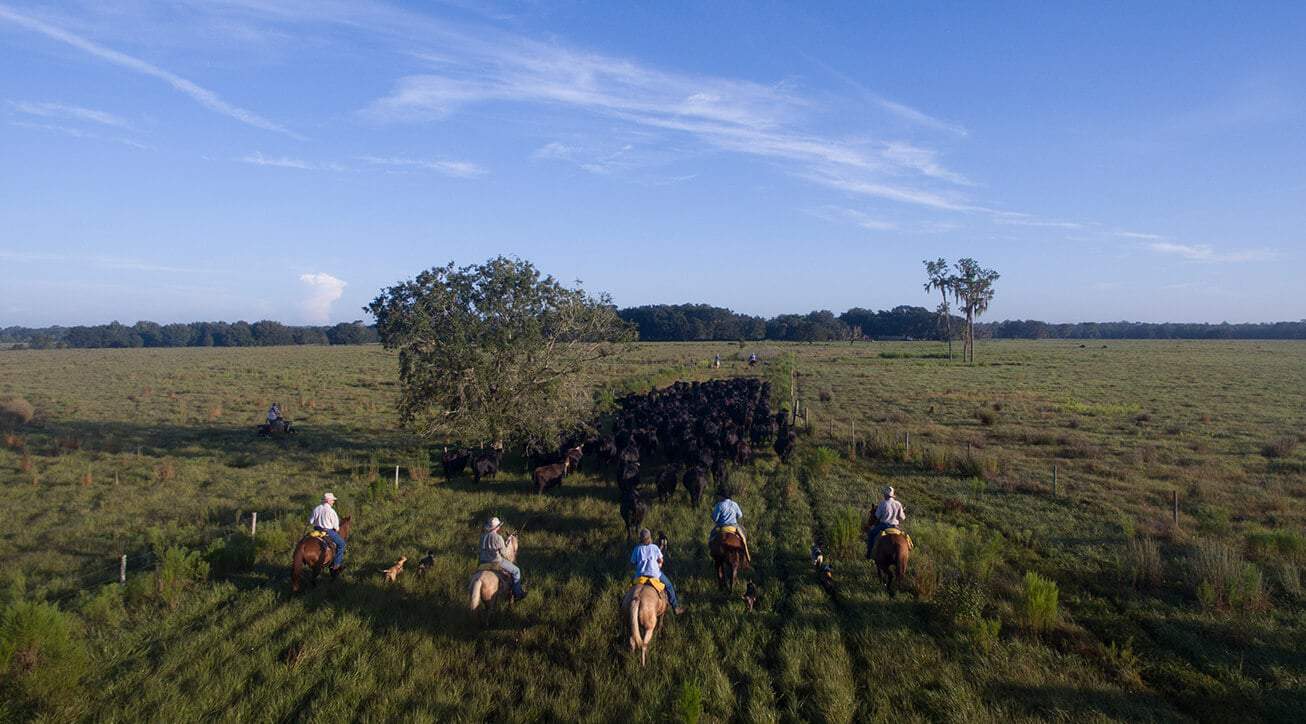 Cattle ranchers herding livestock.