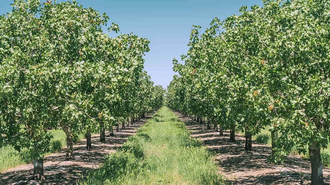 California Land Loan Landowner Buys Orchard AgAmerica