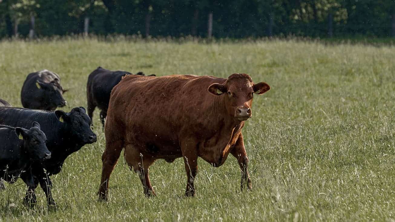 Kansas Rancher Debt Consolidation AgAmerica