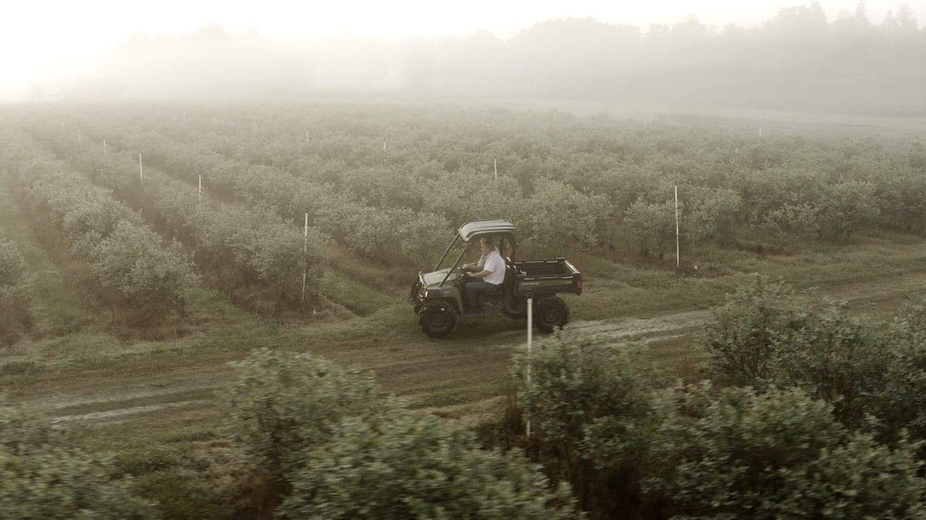Farm operator driving golf cart in Southeast morning midst