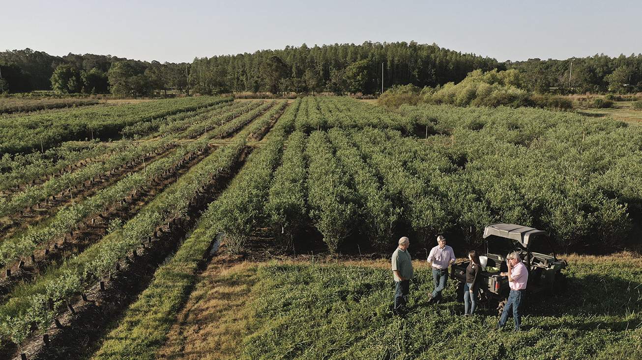People standing in a green blueberry farm