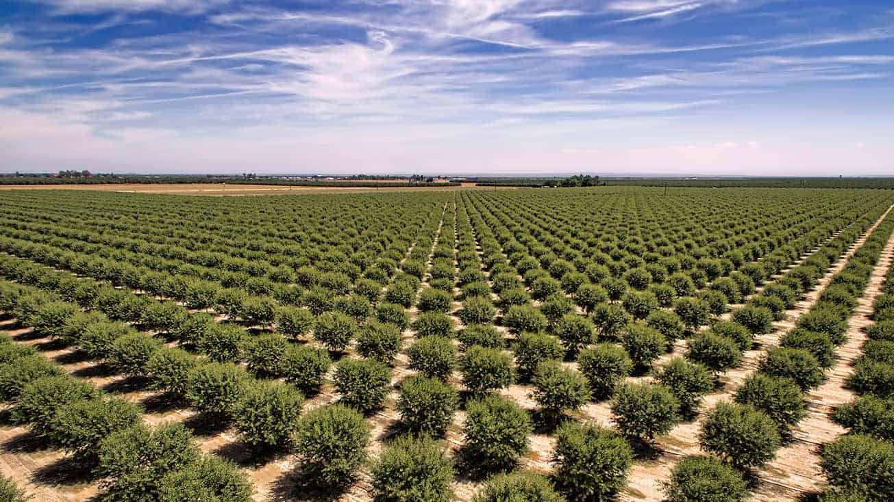 California Almond Orchard