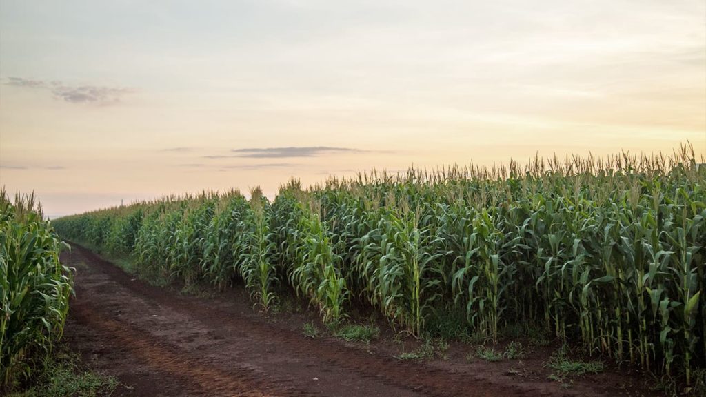 Farm Purchase Loan for Corn Cropland in the Delta