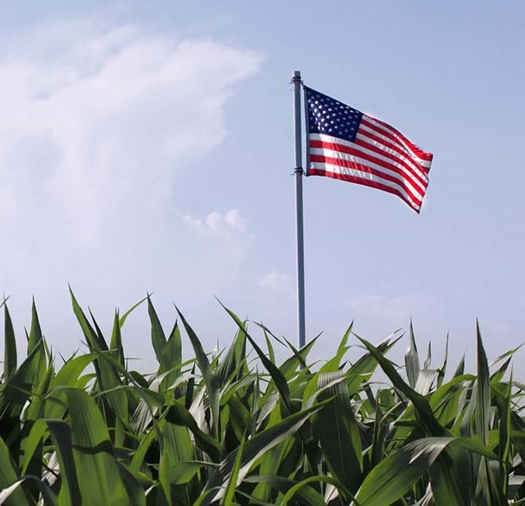 An American flag flies over a corn field as a symbol of national pride.