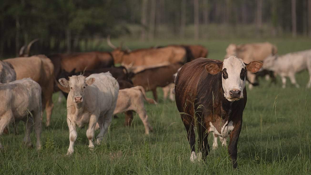 Legislative Updates Meat Industry Consolidation AgAmerica