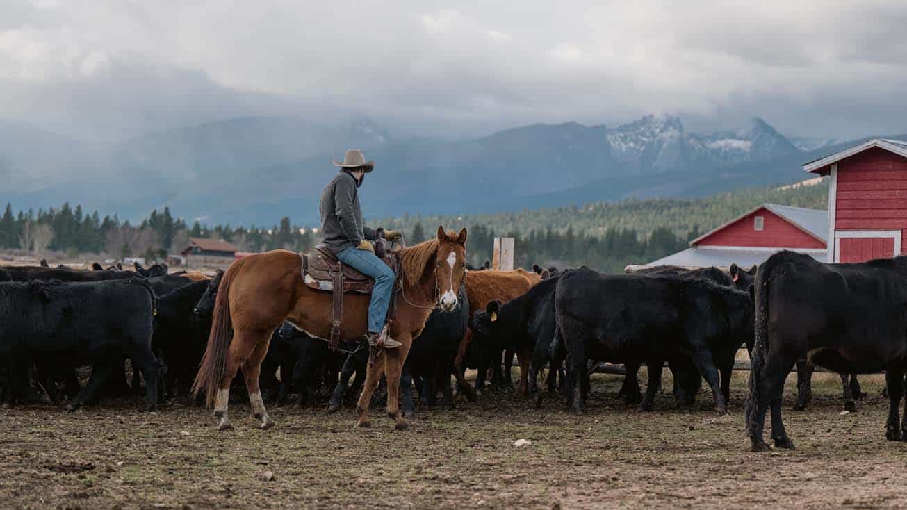 rancher sitting on a horse near cattle with mountains in the distance