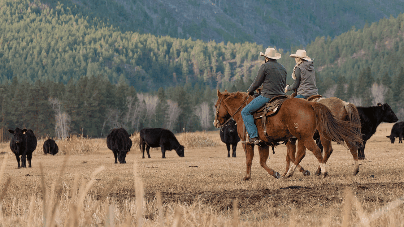 Two American cattle ranchers riding horses in a field with cows.