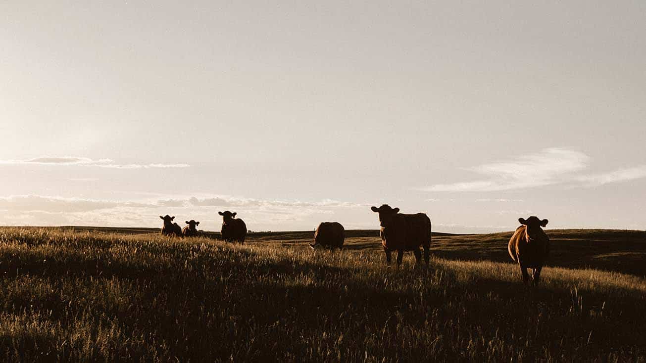 A group of cows walking on a grassy field at sunset, showing signs of heat stress in cattle.