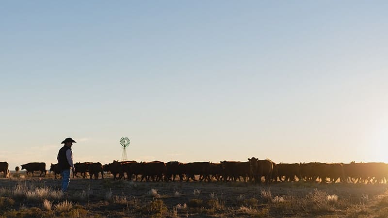 A man standing in front of a herd of cattle during FFA Week 2023.