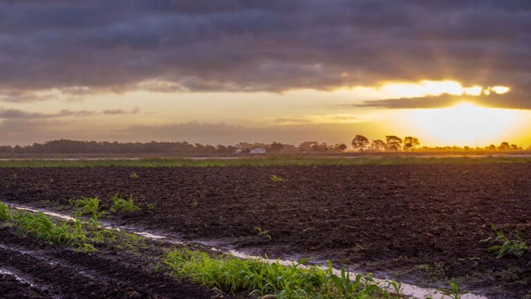 Farm Operation Recovery Effects Of Wildfires On California Ag Agamerica