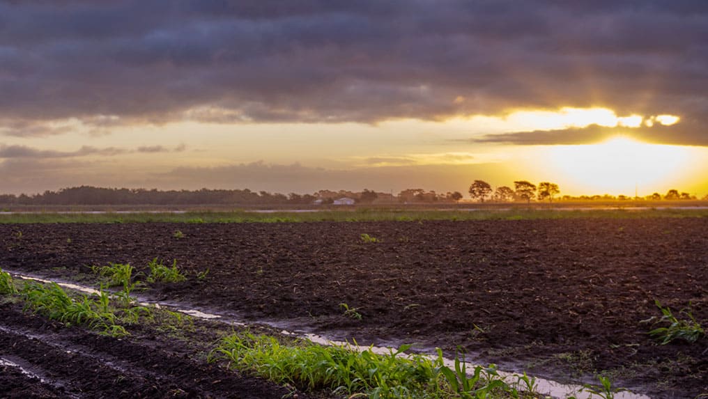 Cropland during a sunset. These picturesque scenes are not always what farms see as severe weather occurrences rise. Learn more about the effects of severe weather in ag.