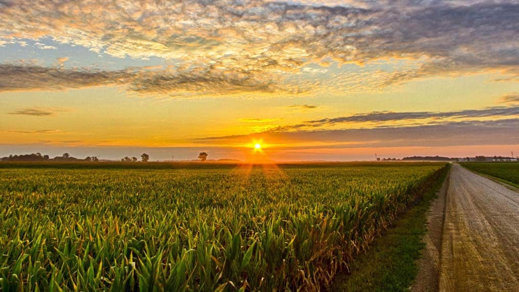 Sunrise over a field of crops.