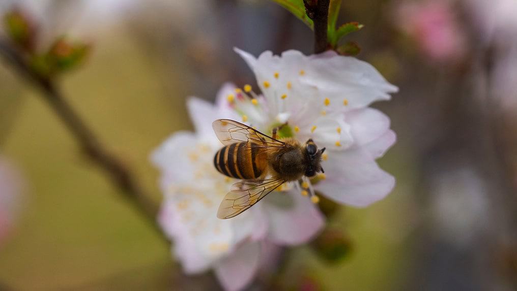 Bee pollinating a peach blossom on the farm