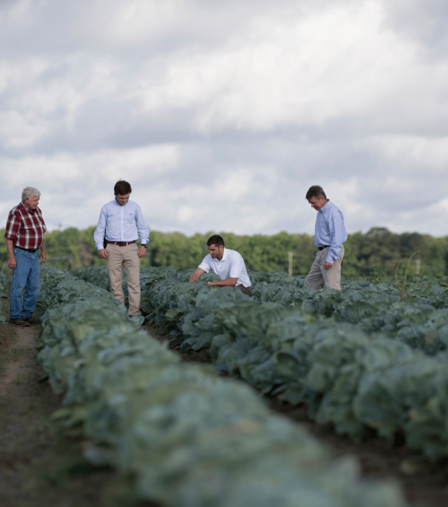A group of men standing in a cabbage field, emphasizing the importance of SEO and keywords.