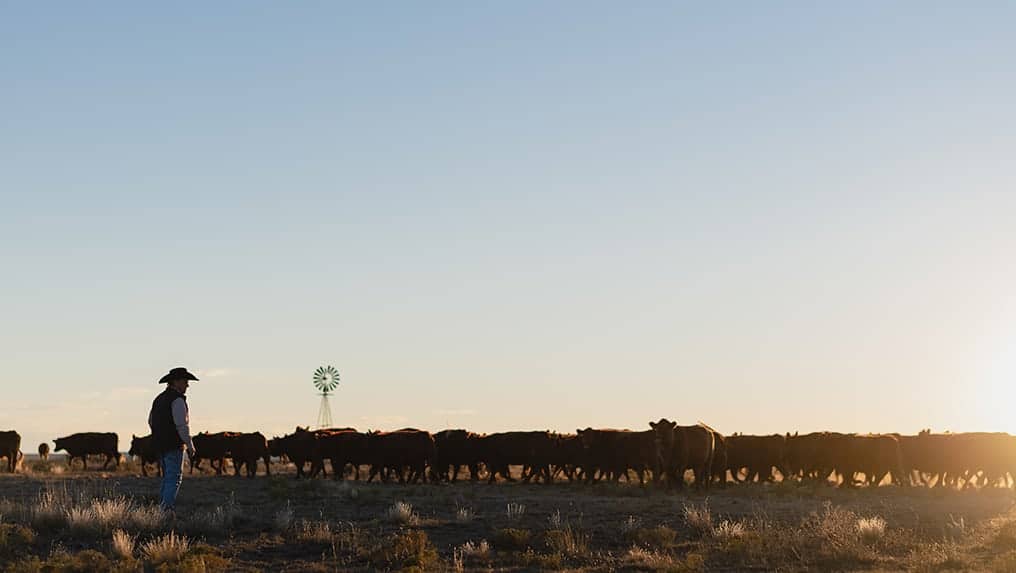 Cowboy standing in field of cattle.
