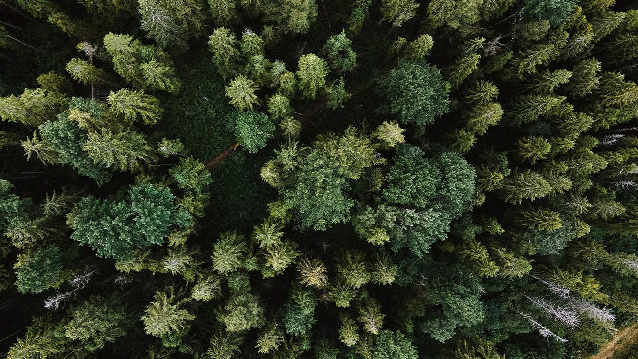 Pine trees from a bird's eye view.