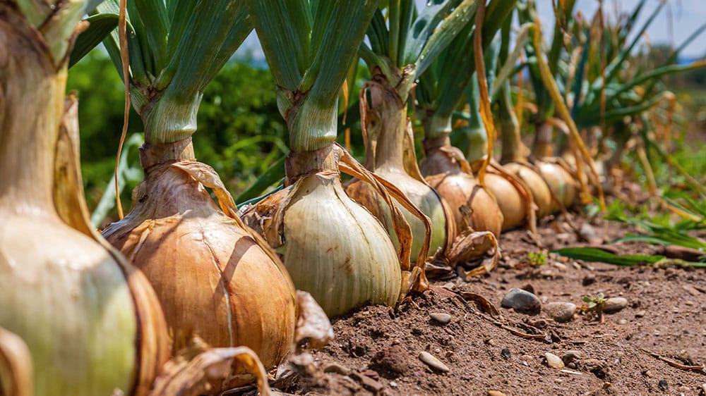 A row of onions in a field, perfect for a family picnic.