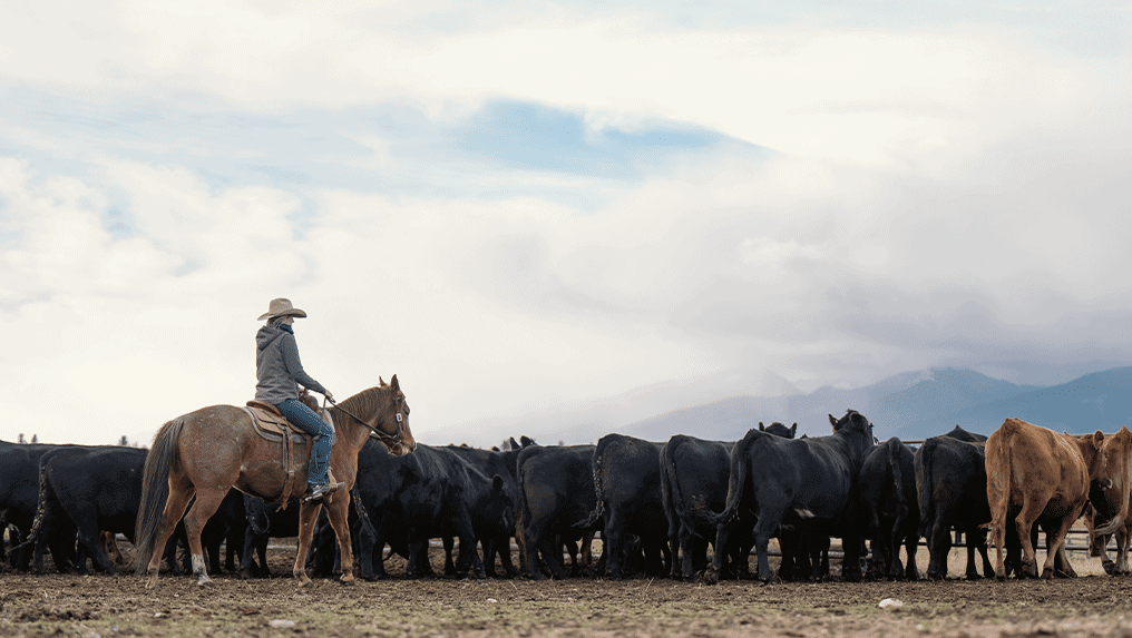 A man riding a horse in front of a herd of cows during the Year in Review.