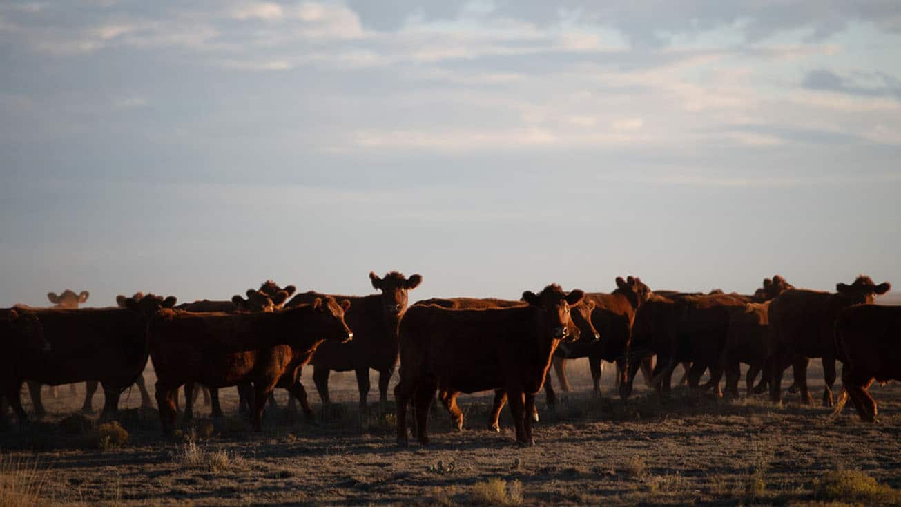 A Texas rancher with a line of credit successfully completes a $6.2MM refinance, allowing for the expansion of their herd of cows standing in a field.