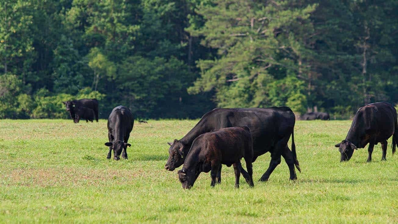 A group of cattle grazing in a field on a cattle ranch.