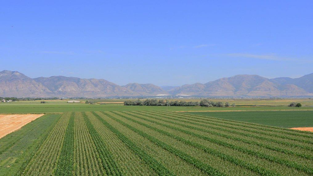Agricultural fields with crop rows extending towards distant mountains under a clear blue sky, unaffected by Federal Government Shutdowns.