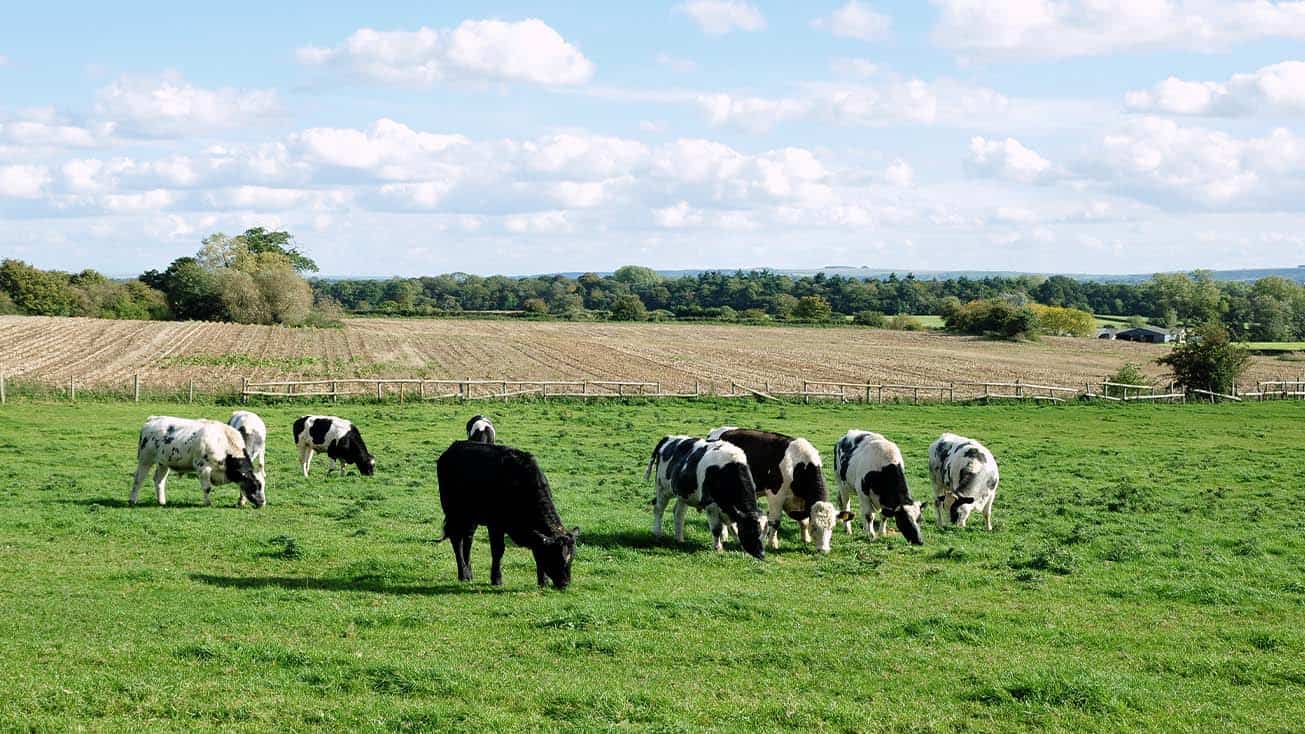 Cows grazing in an organic dairy farm with farmland in the background.