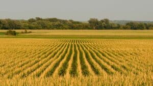 A vast cornfield with neatly aligned rows under a clear sky, showcasing lush green foliage in a rural landscape discussed in the landowner's guide.