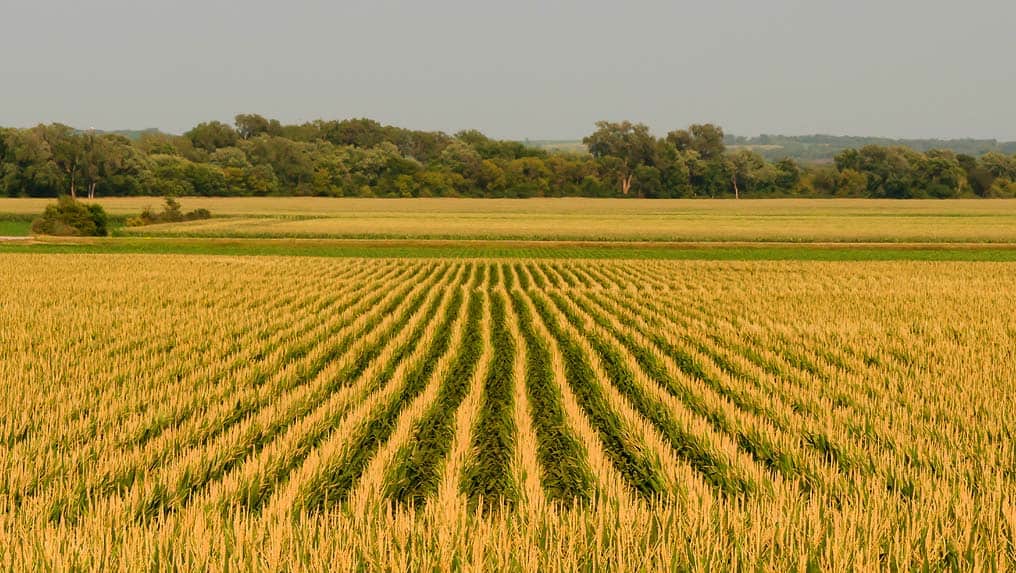 A vast cornfield with neatly aligned rows under a clear sky, showcasing lush green foliage in a rural landscape discussed in the landowner's guide.