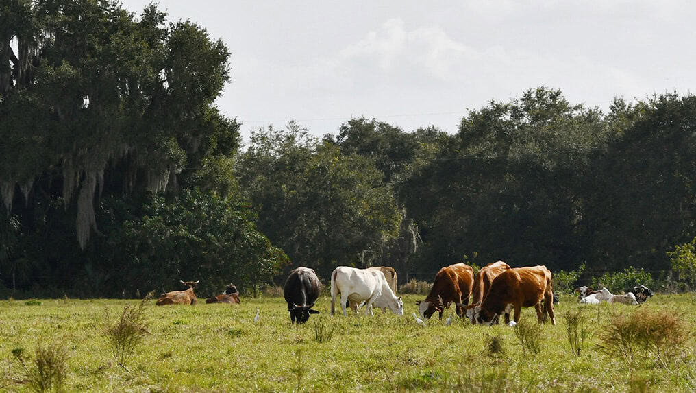 Cows grazing and resting in a sunny cattle farm with trees in the background.