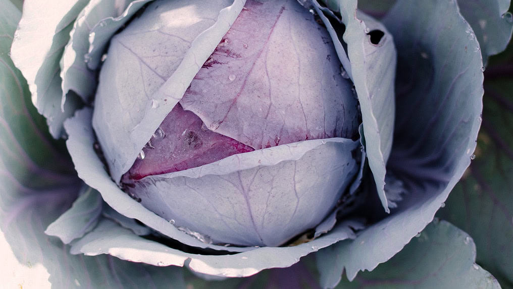 Close-up of a purple cabbage with dew on its leaves, embodying the "Make Food Not Waste" philosophy.