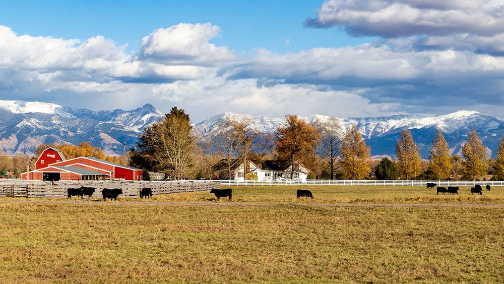 Cows grazing in a field with a red barn and white fence, with snow-capped mountains and cloudy skies in the background, await livestock market updates.
