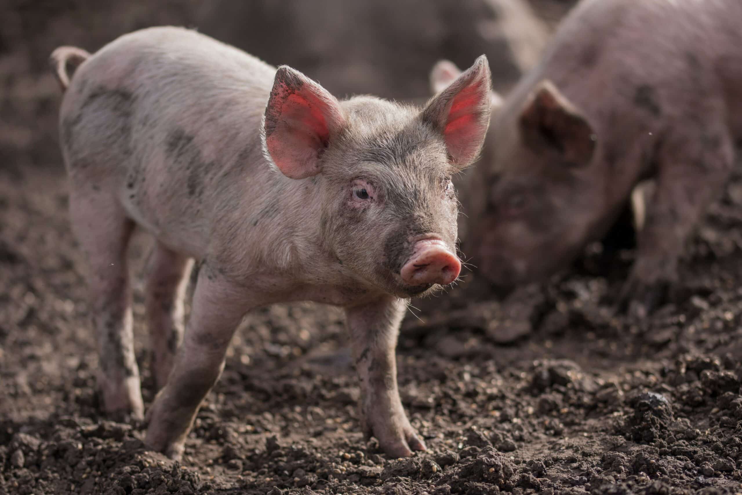 A young pig with a pinkish-gray complexion stands alert in a muddy field, awaiting livestock market updates, with another pig visible in the background.