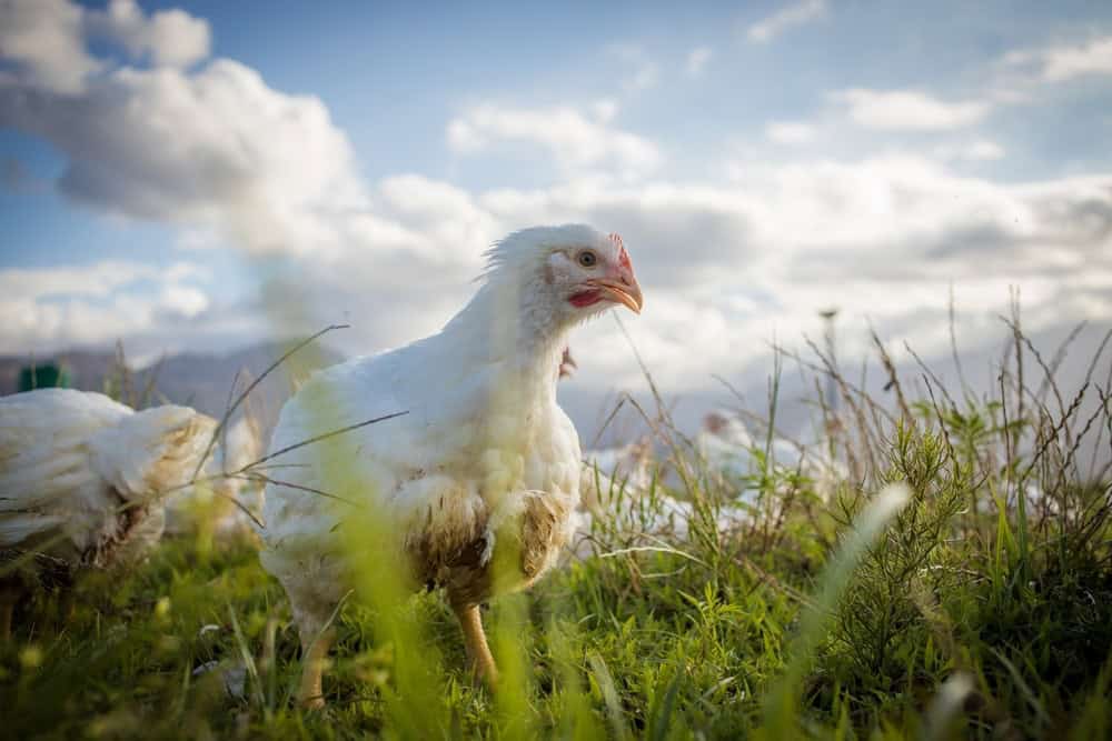 A white chicken standing in a green field with fluffy clouds in the background, important for livestock market updates.