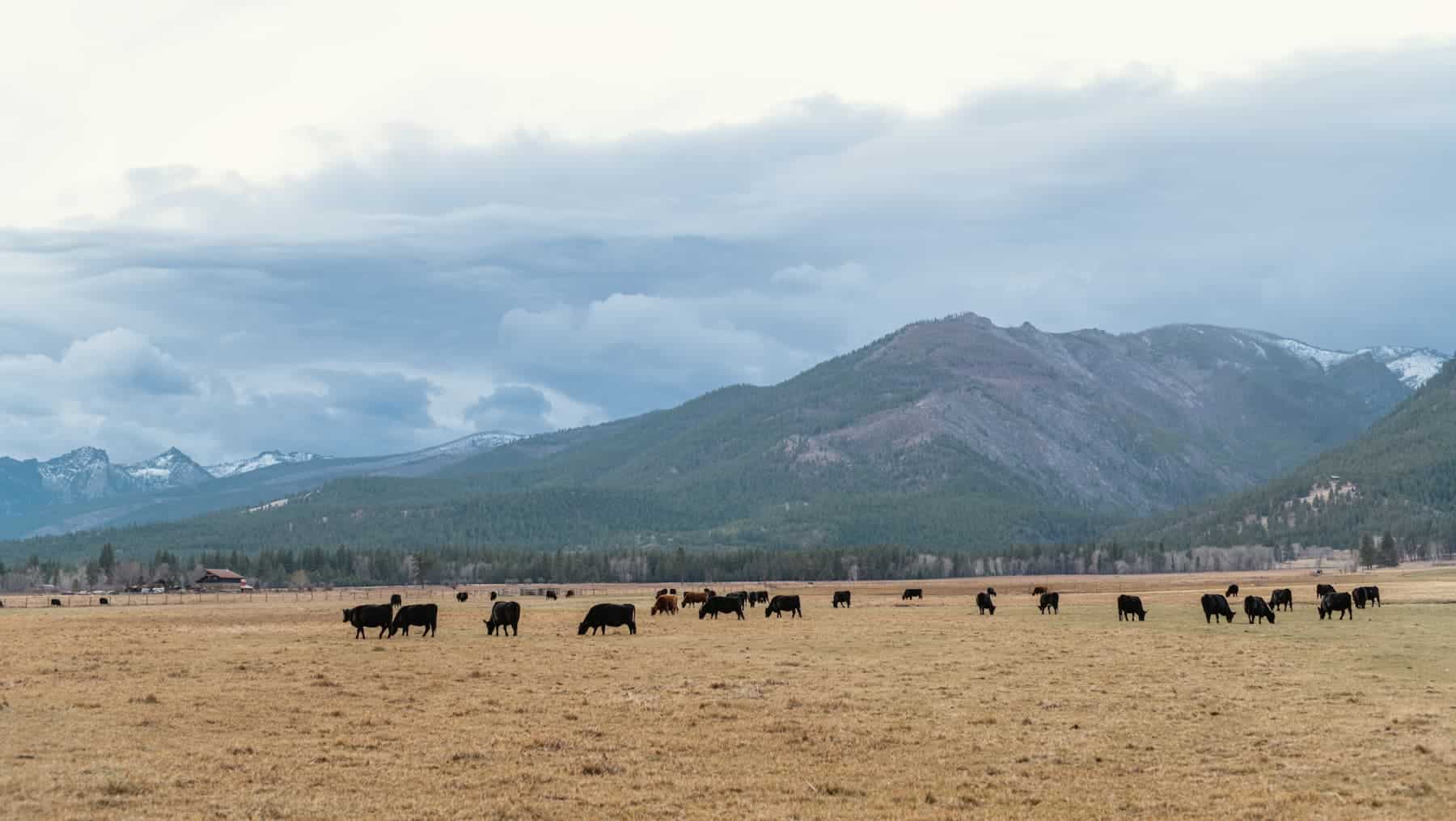 A group of cows grazes in an open field under a cloudy sky, with mountains standing majestically in the background, marking the new chapter of a farm ownership transition.