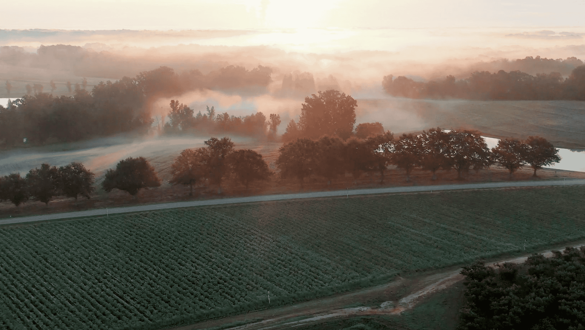 Aerial view of a rural landscape at sunrise with crops in the foreground, a row of trees along a road, and mist covering the background. This serene scene paints a picture of vibrant farmland, hinting at promising market trends for 2024.