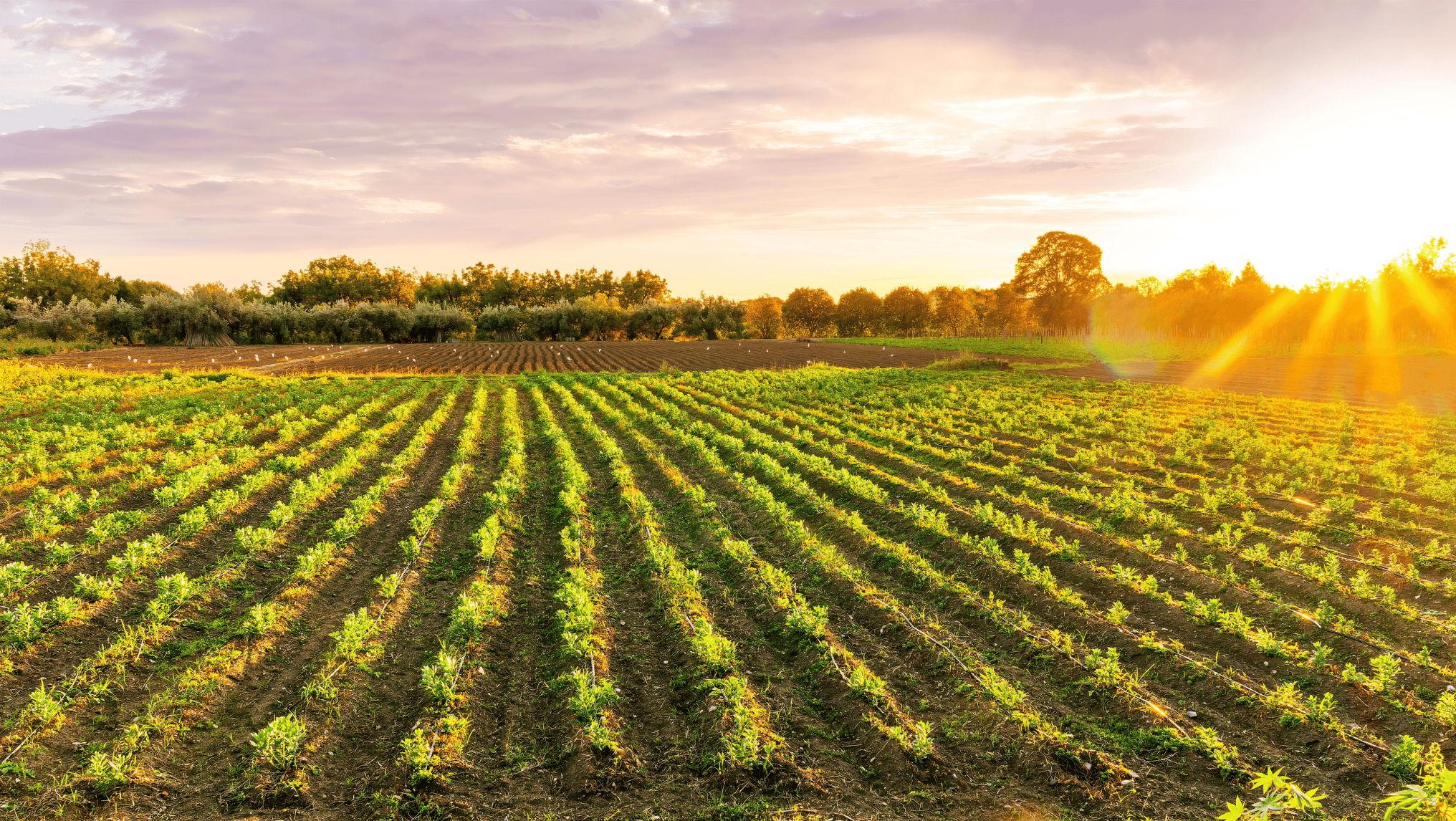 A well-maintained agricultural field with neat rows of crops at sunset, surrounded by trees and bathed in golden light, presents a promising outlook for the harvest season.