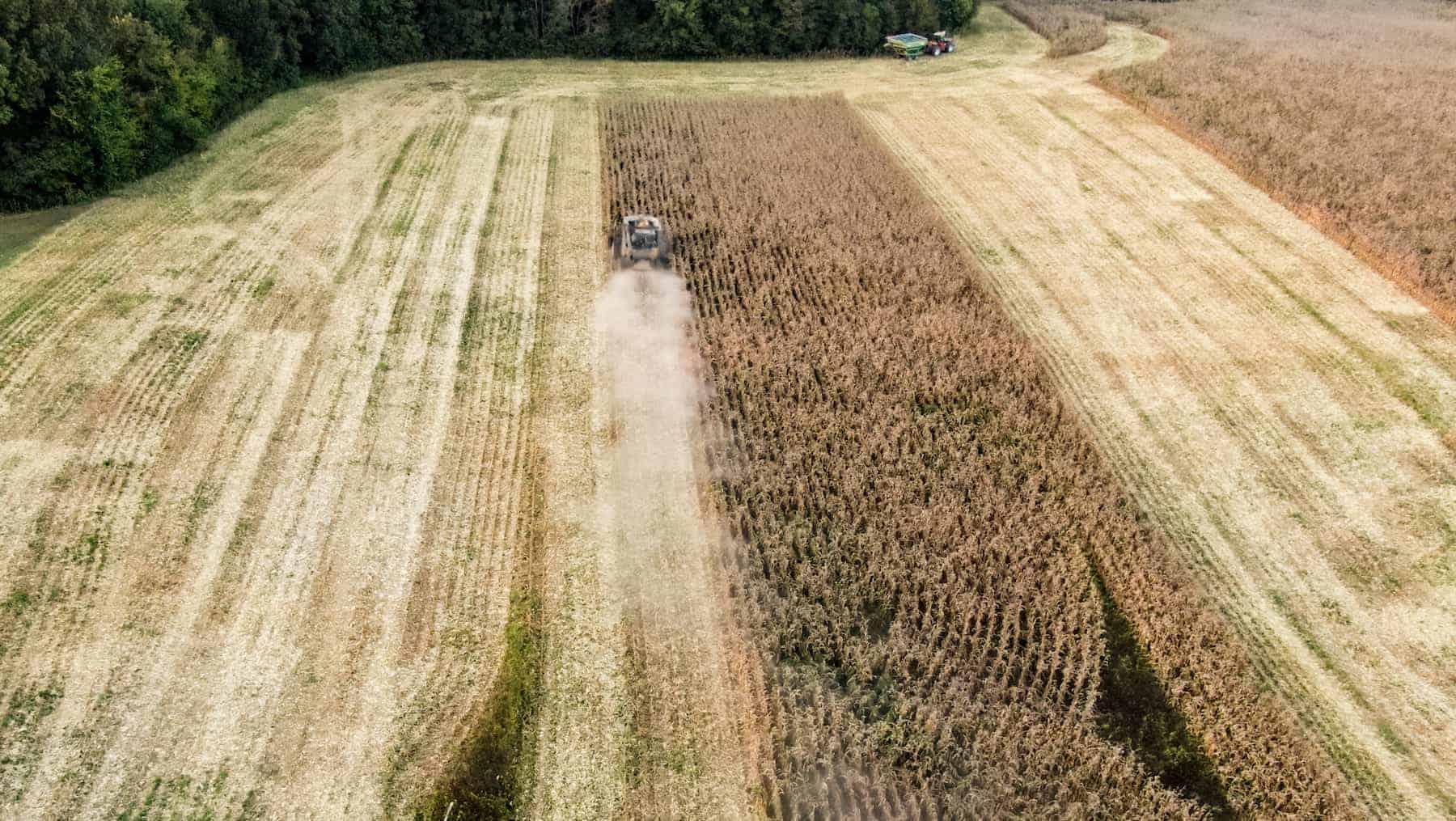 Aerial view of a combine harvester working through a cornfield, leaving cut rows as part of its regenerative agriculture approach. Trees border the field in the background.