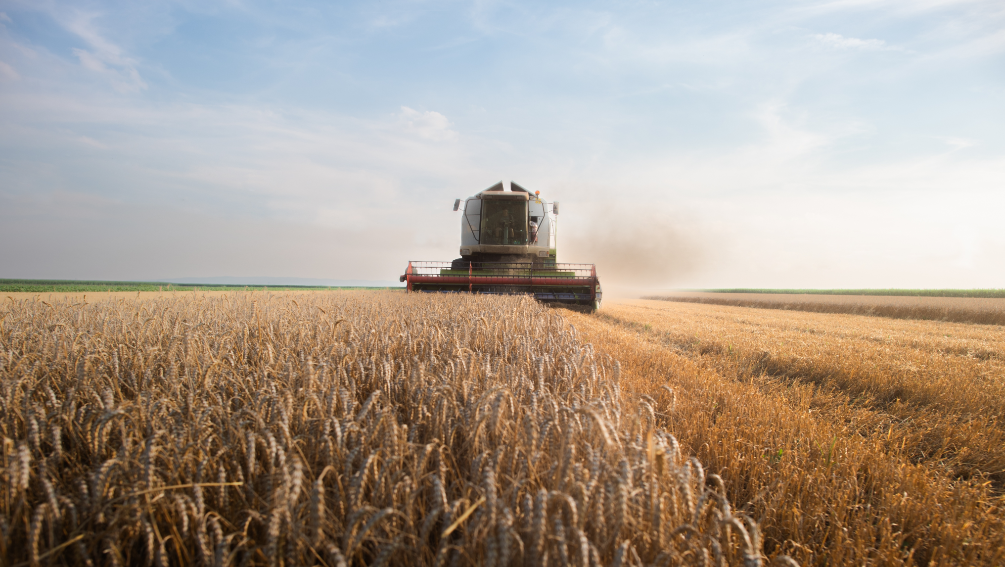 A combine harvester operates in a vast golden wheat field, epitomizing the success of farmland consolidation under the clear sky, leaving a trail of harvested wheat behind.