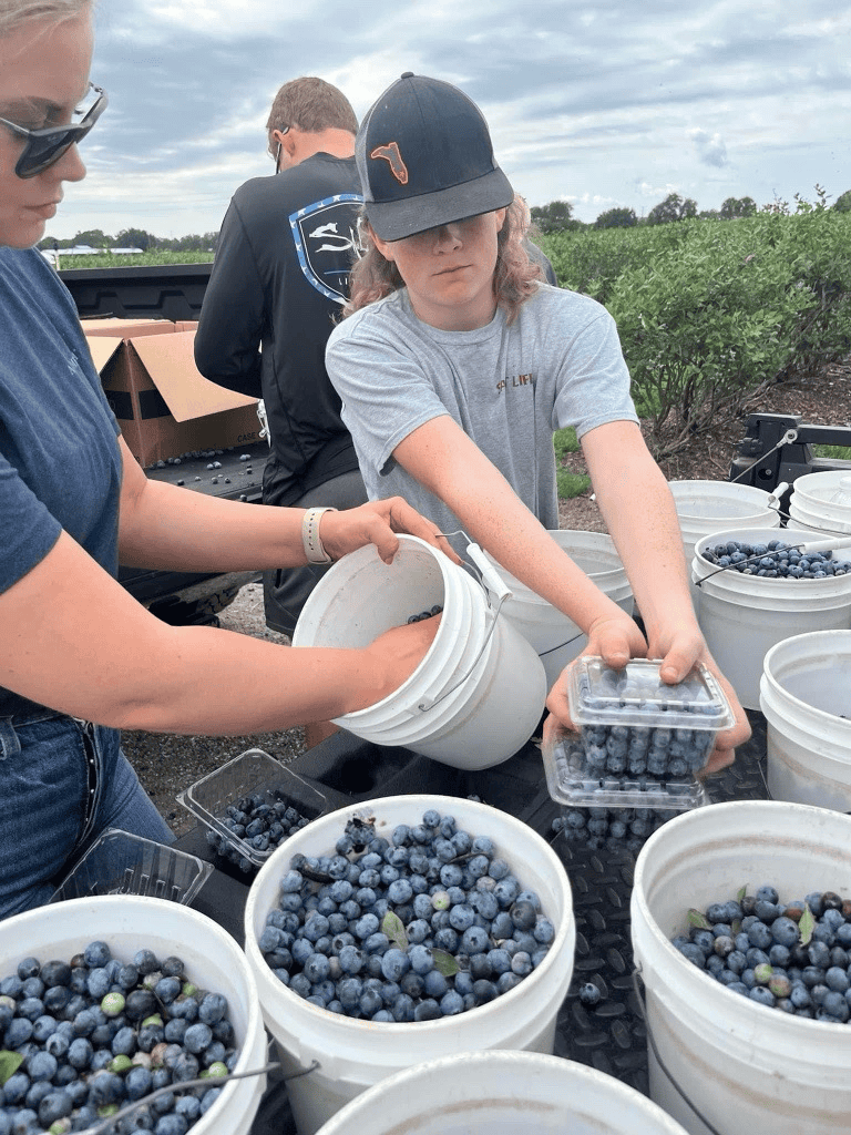 Erin Smith expertly oversees the sorting of blueberries into containers and white buckets on a truck bed, featured in this month's AgAmerican Spotlight, amidst the lush fields.