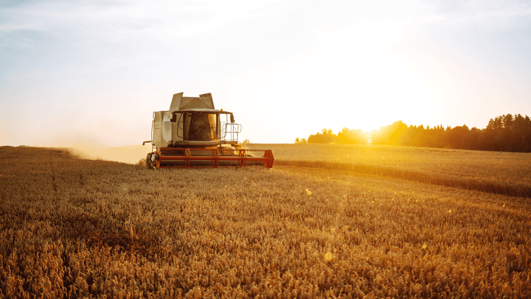 A combine harvester operates in a wheat field at sunset, embodying the essence of agricultural trade, with trees lining the horizon in the background.