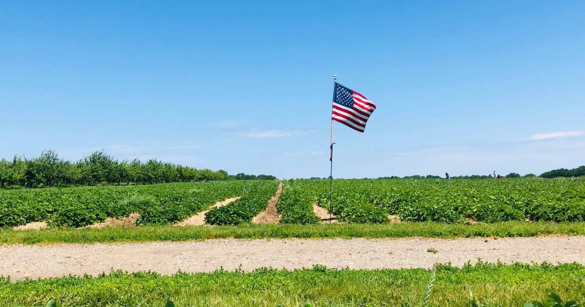 An American flag on a pole stands proudly in a farm field under a clear blue sky, symbolizing the Agricultural Policy Under Trump, with rows of green crops thriving and a dirt path winding through the foreground.