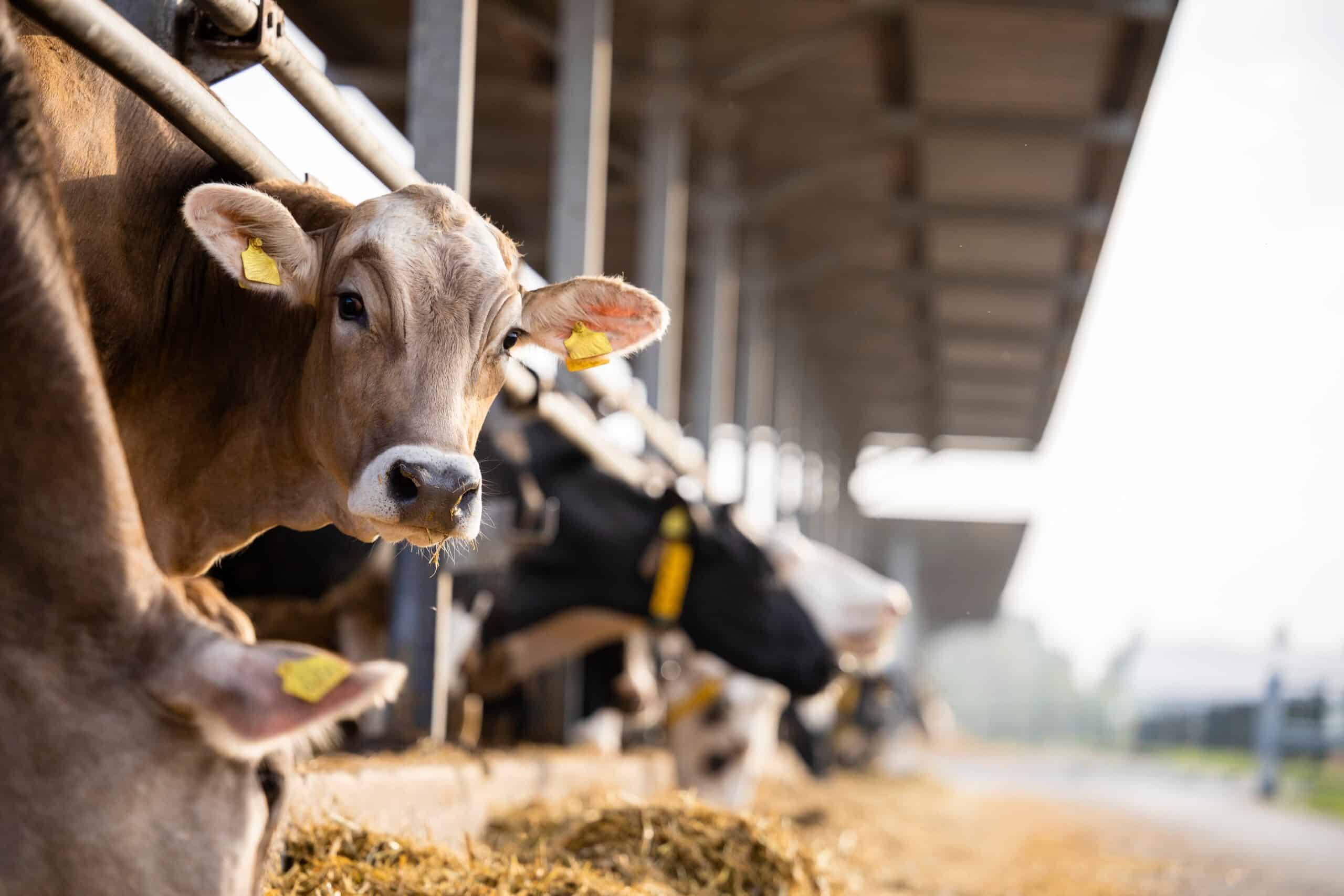 A cow stands in a barn, its head peeking out alongside others near hay, embodying the heart of a family dairy farm. Tags dangle from ears, hinting at better sale potentials.