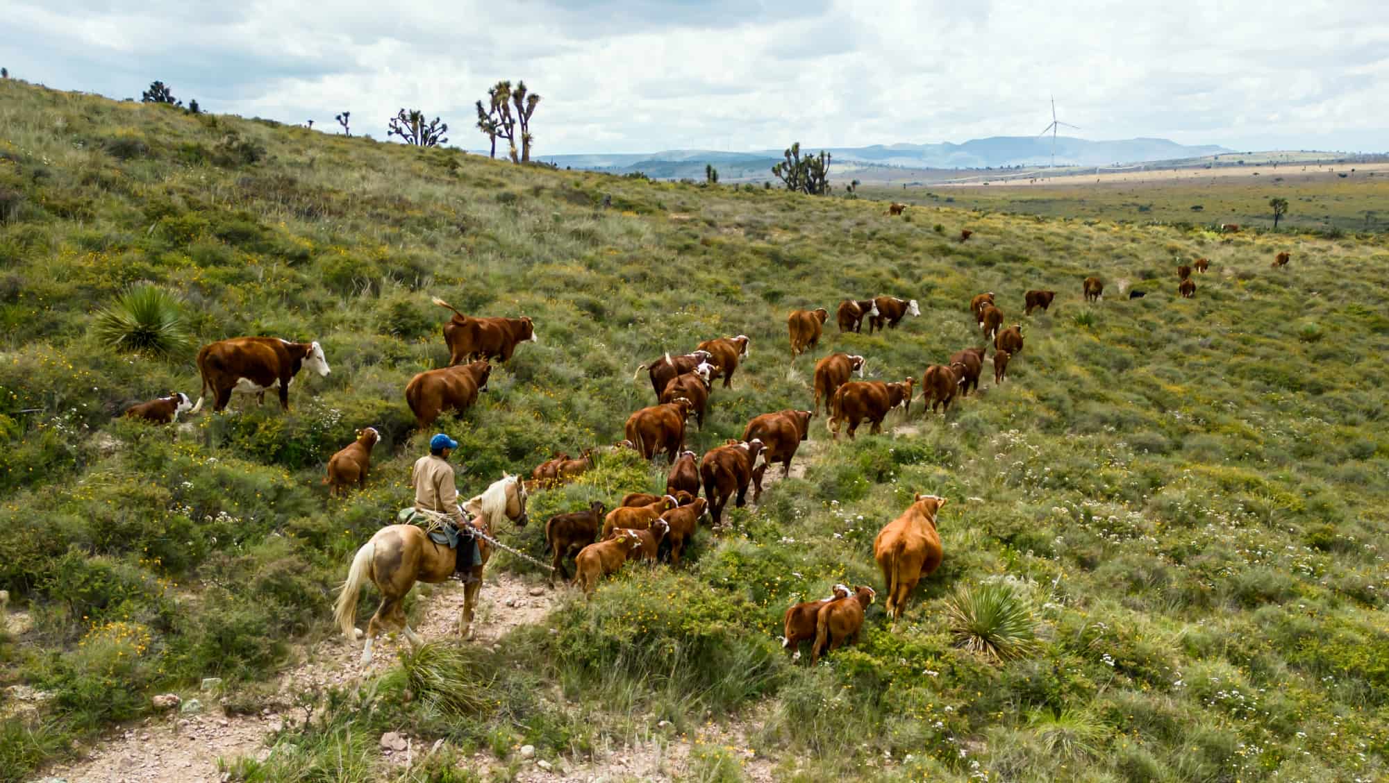 Impacts of screwworm outbreak on U.S. ag.