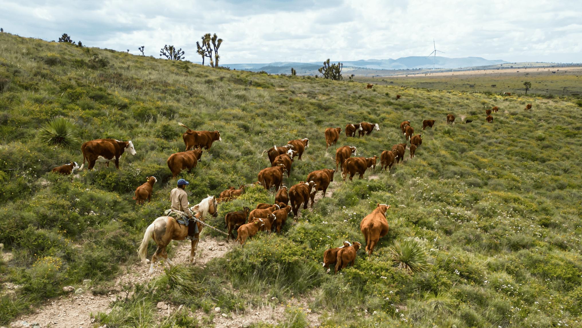 A person on horseback herds a group of cattle, their brown and white coats standing out against the grassy, hilly landscape under a cloudy sky.