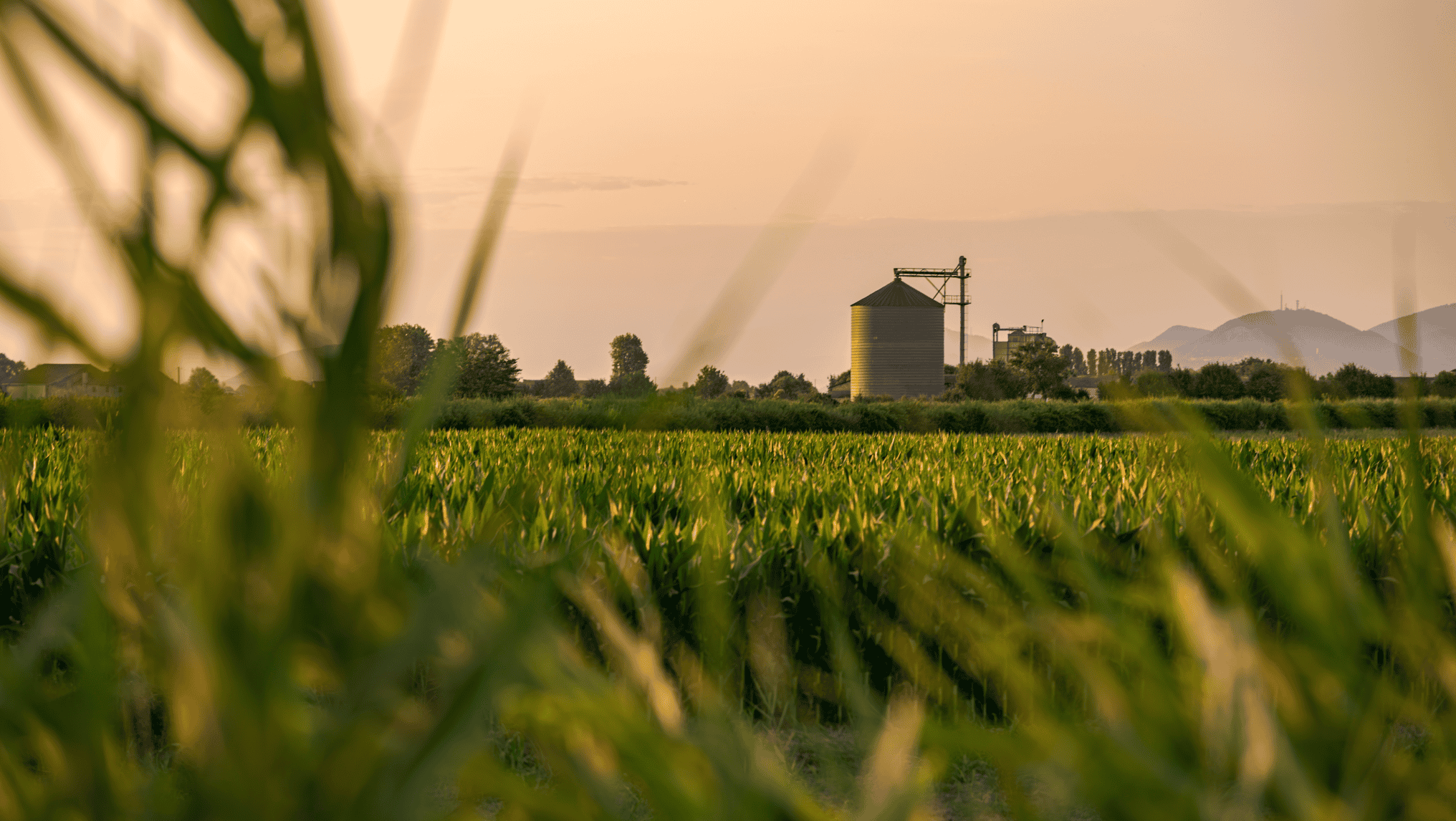 A cornfield with tall green plants in the foreground and a metal grain silo in the distance under a hazy evening sky, reflecting the hard work of farmers impacted by changing tax policy.