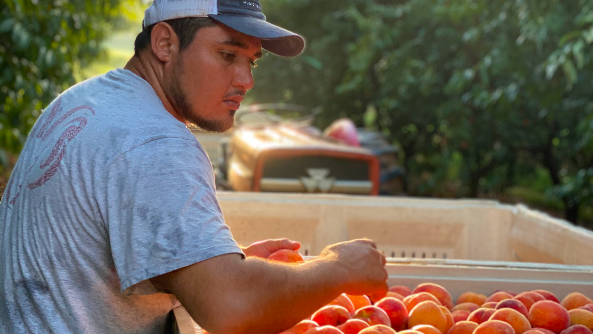 A man wearing a cap and gray shirt sorts peaches into a large bin outdoors, with a tractor in the background—showcasing the dedication of reliable farm labor during harvest season.