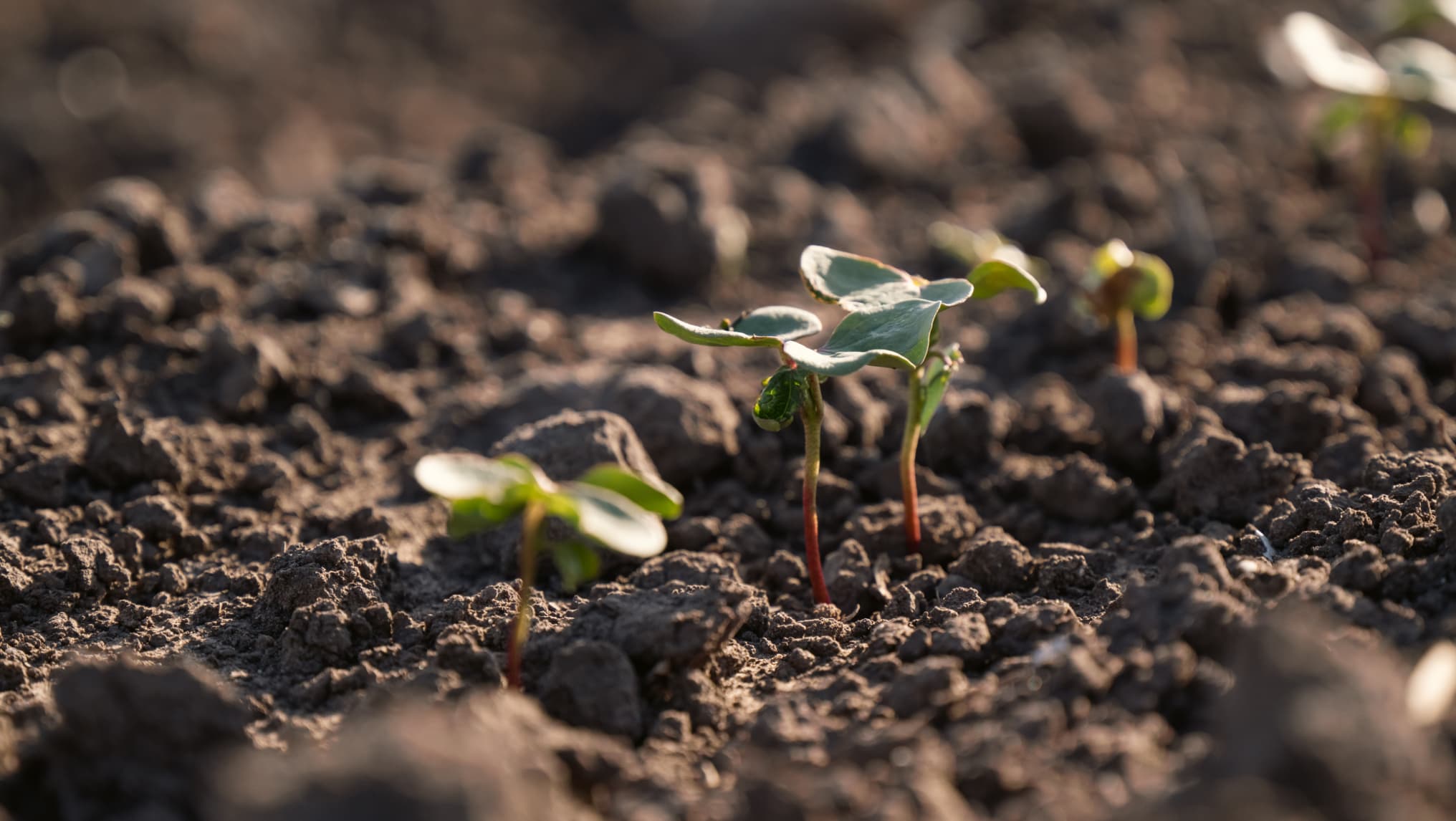 Close-up of several small green seedlings emerging from dark, dry soil in a garden or field, with sunlight illuminating the plants—an inspiring result of soil conservation techniques that can help save farmers money over time.